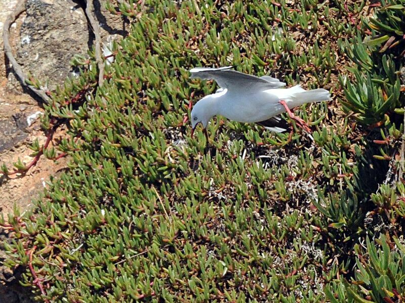 Mouette scopuline