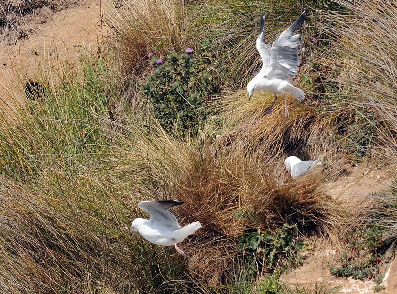 Mouette scopuline