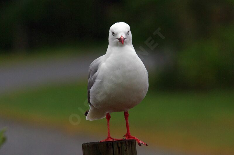 Mouette scopuline