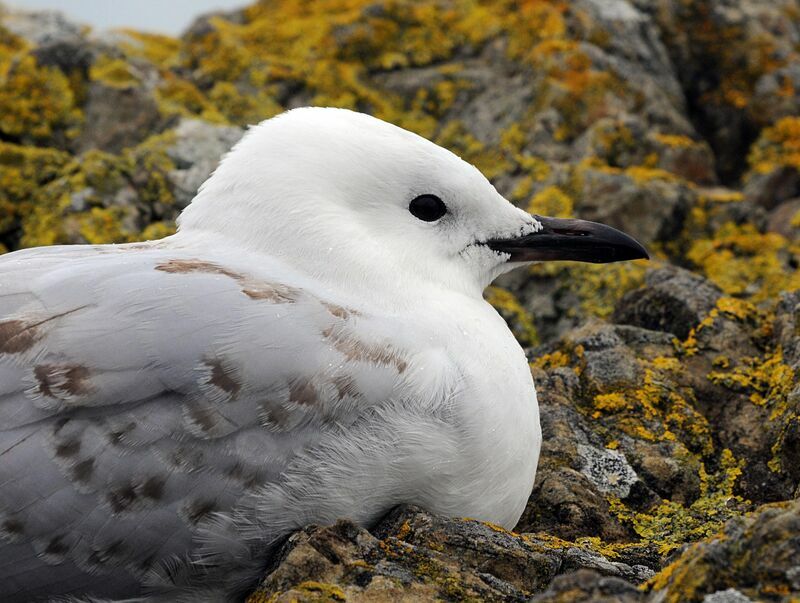 Silver Gull (scopulinus)