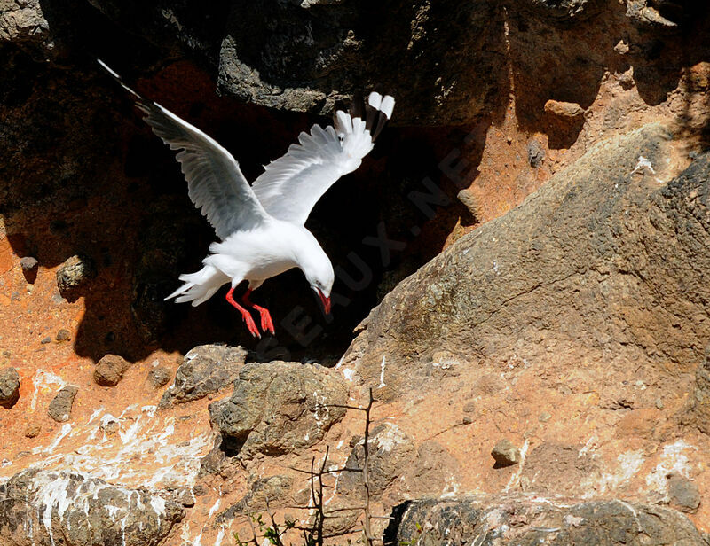 Silver Gull (scopulinus)