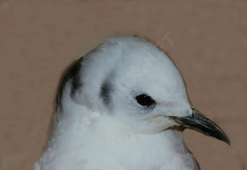 Mouette tridactyleimmature