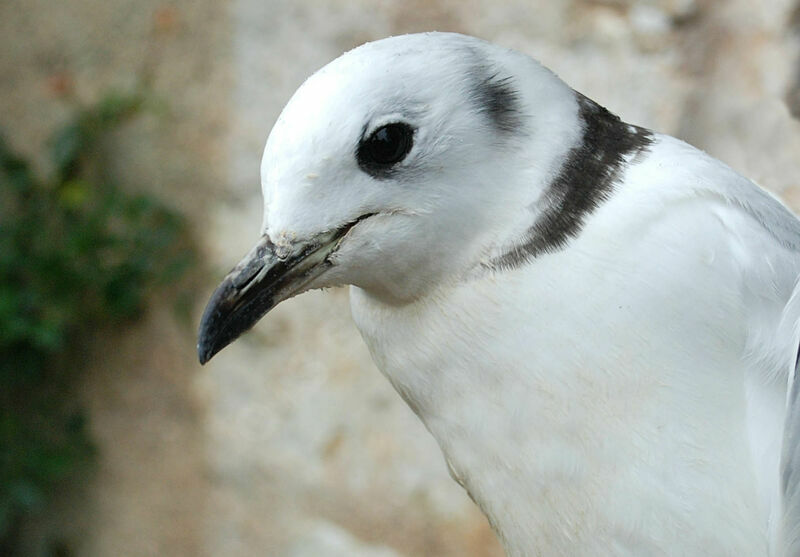 Mouette tridactyle