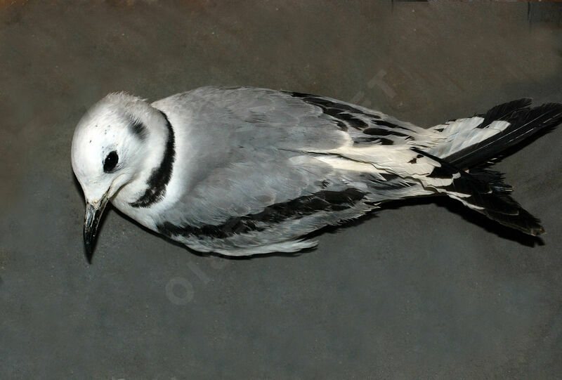 Black-legged Kittiwake