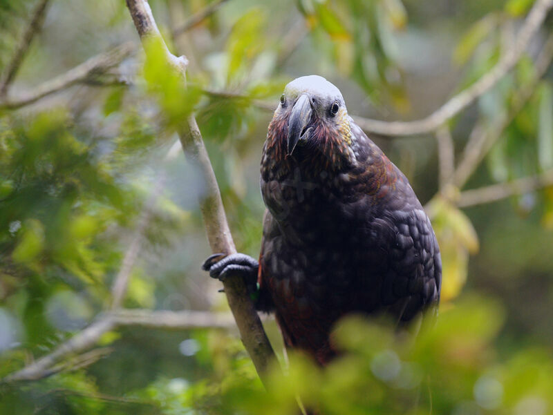 New Zealand Kaka