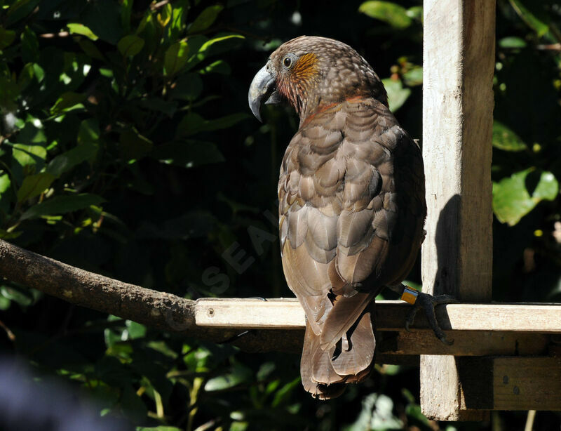 New Zealand Kaka