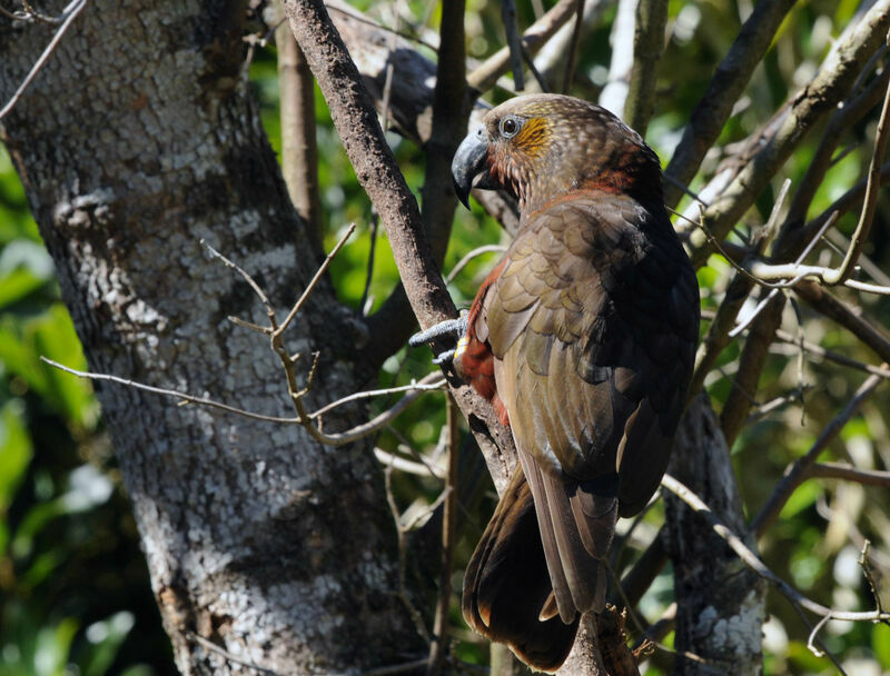 New Zealand Kaka