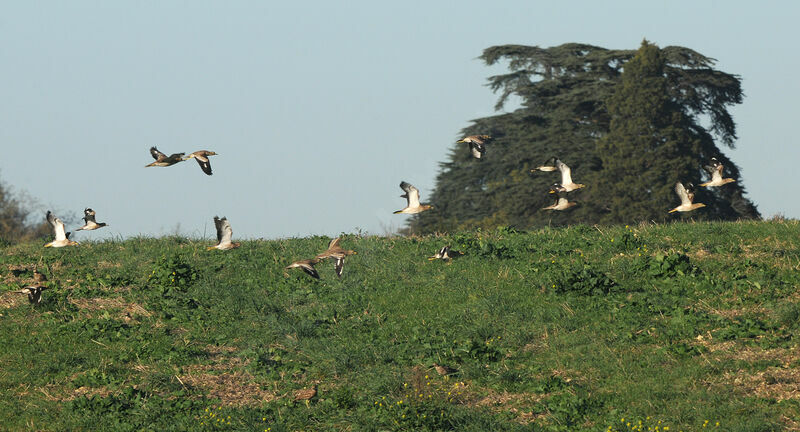 Eurasian Stone-curlew