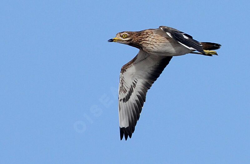 Eurasian Stone-curlew