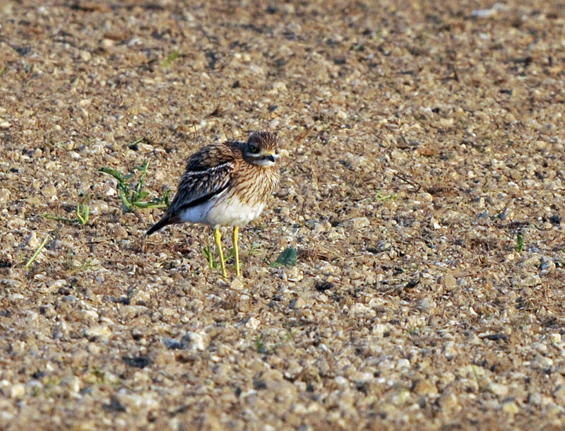 Eurasian Stone-curlew