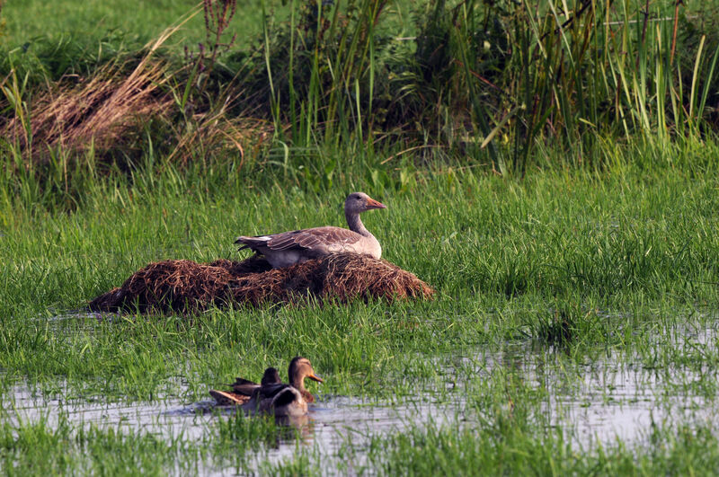 Greylag Goose