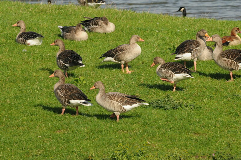 Greylag Goose