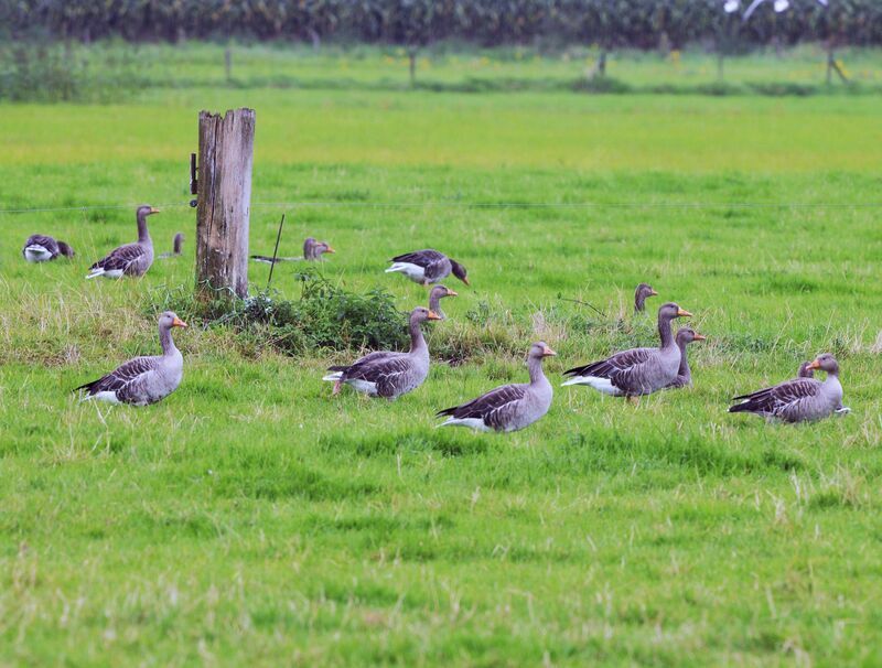 Greylag Goose