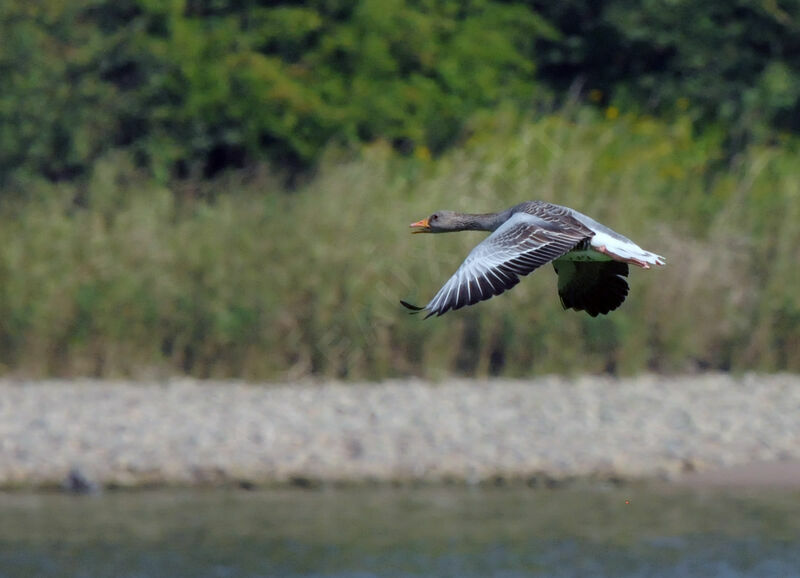 Greylag Goose