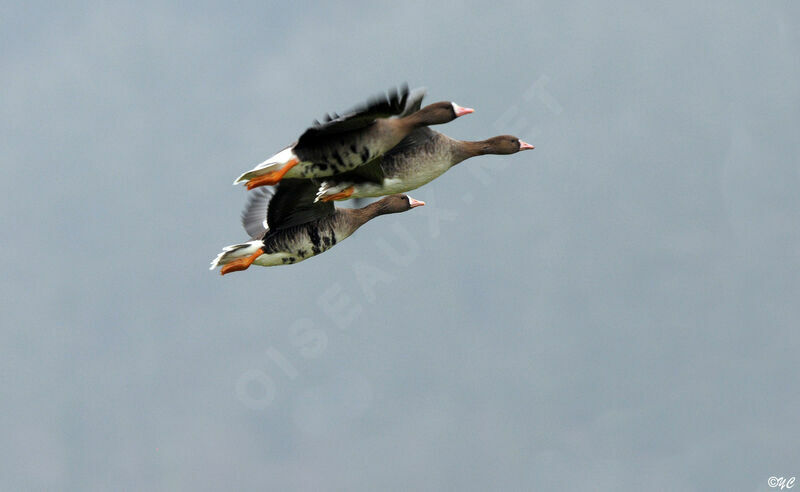 Greater White-fronted Goose