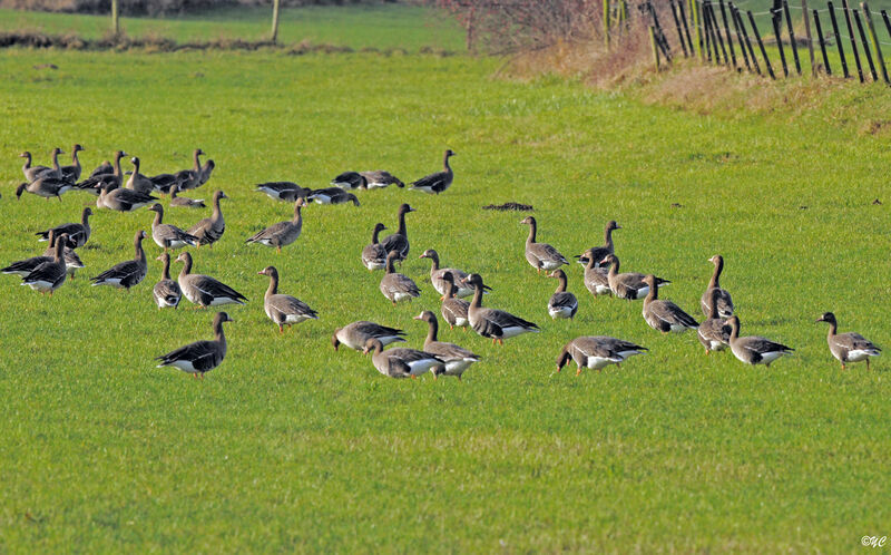 Greater White-fronted Goose