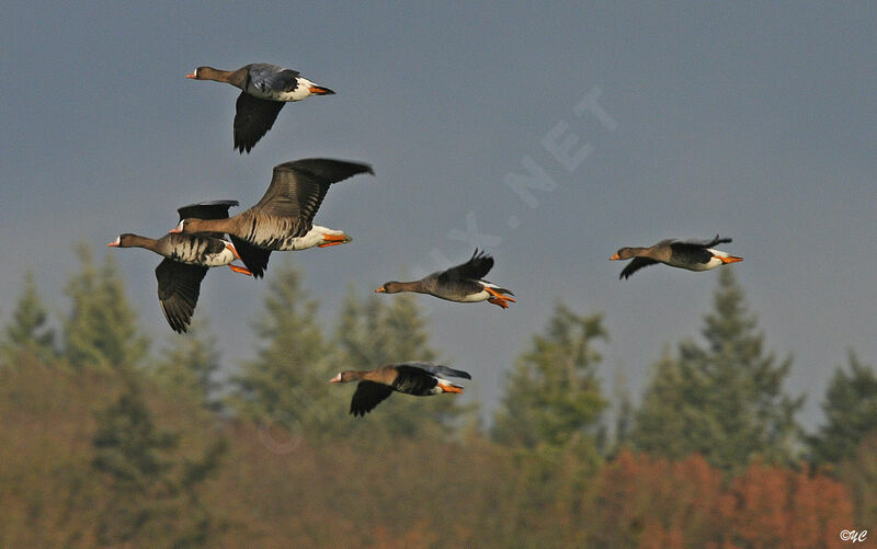 Greater White-fronted Goose