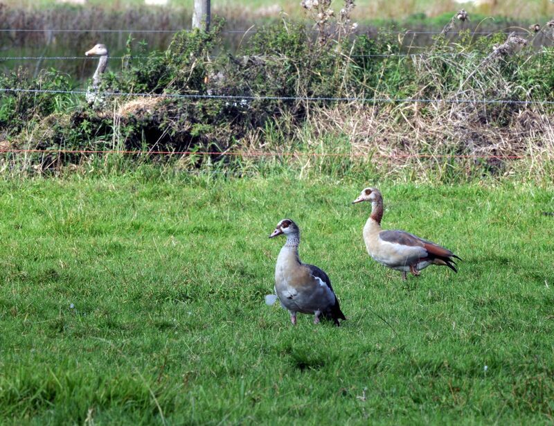 Egyptian Goose