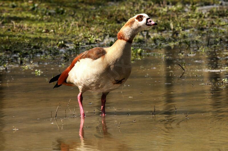 Egyptian Goose