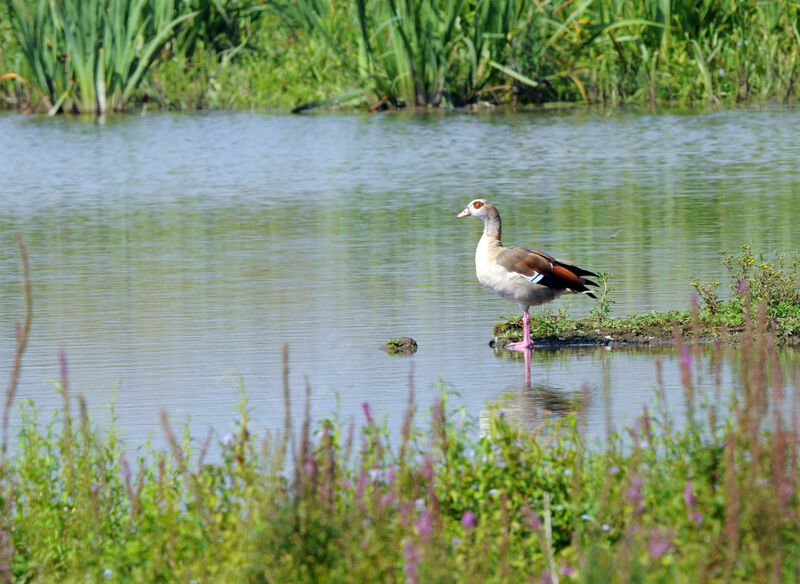 Egyptian Goose