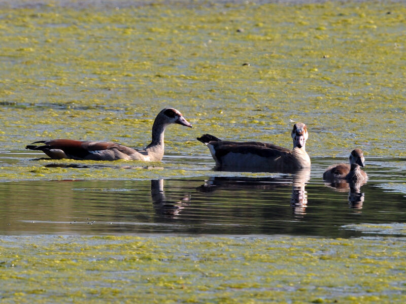 Egyptian Goose