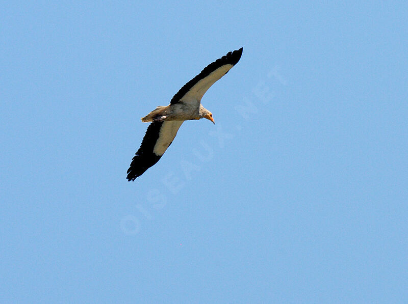 Egyptian Vulture