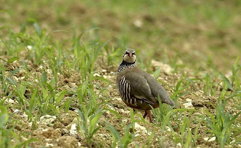 Red-legged Partridge