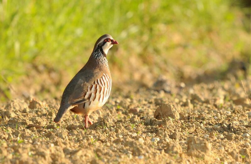 Red-legged Partridgeadult