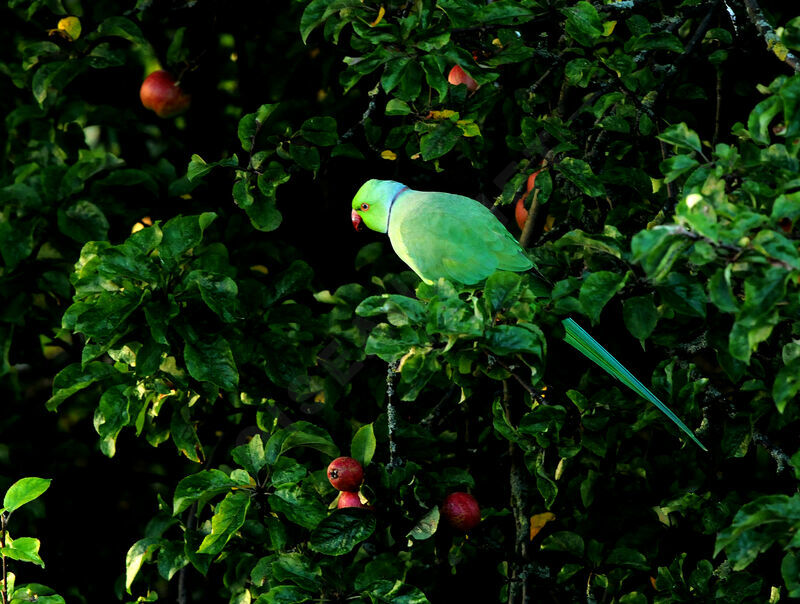 Rose-ringed Parakeet