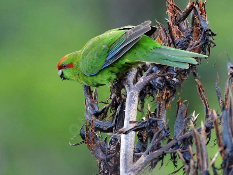 Red-crowned Parakeet