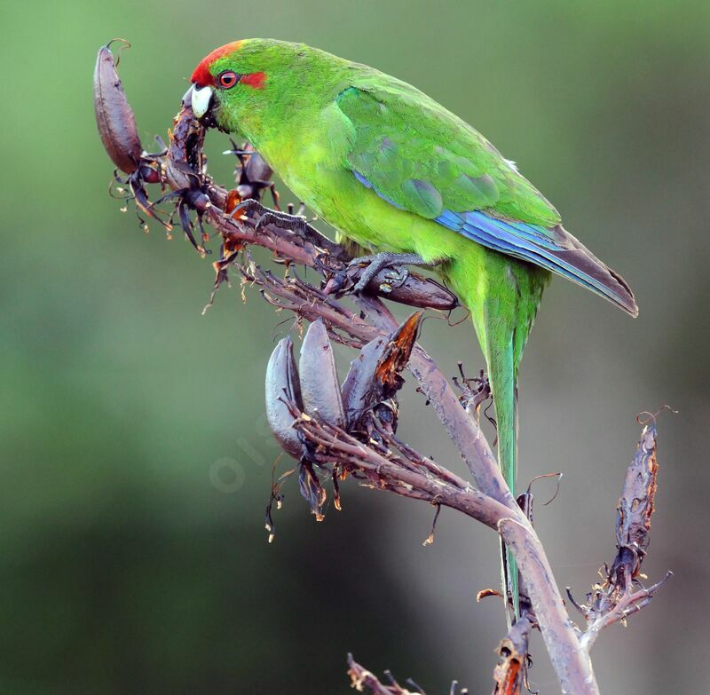 Red-crowned Parakeet