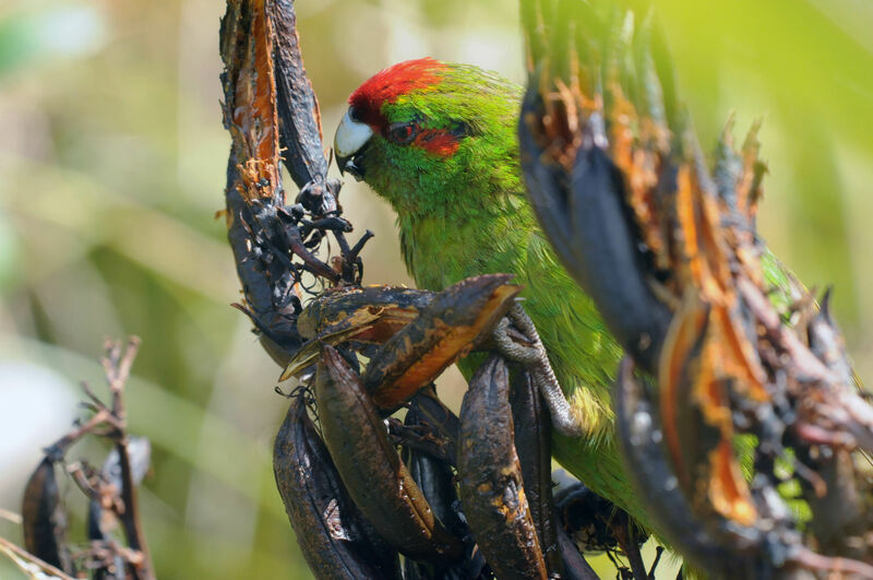 Red-crowned Parakeet