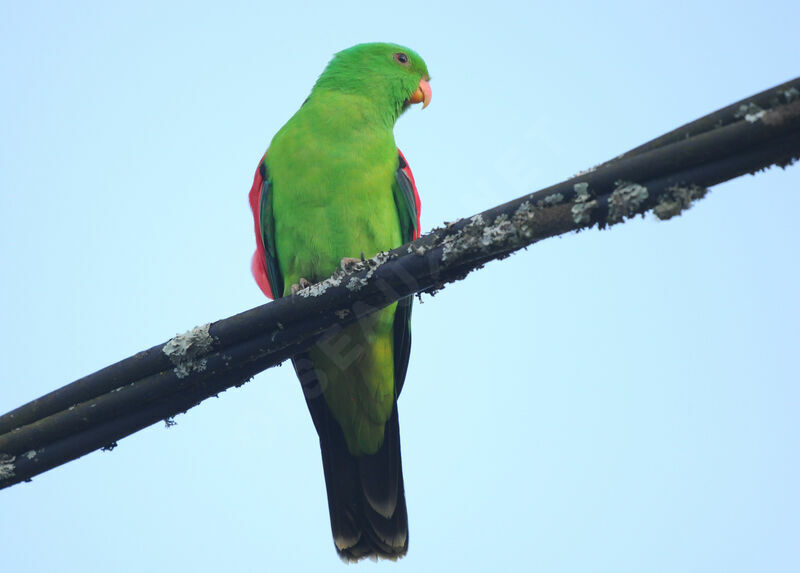 Red-winged Parrot