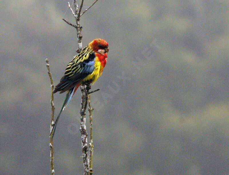 Eastern Rosella