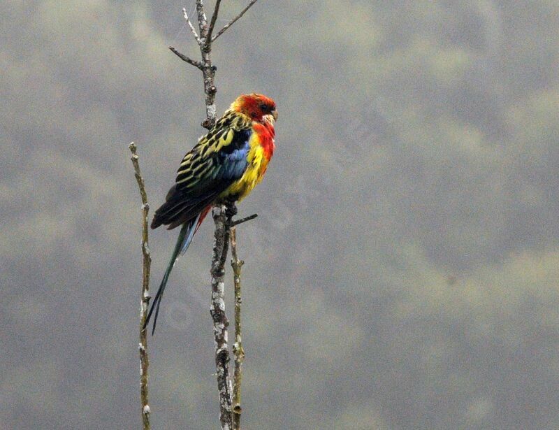 Eastern Rosella