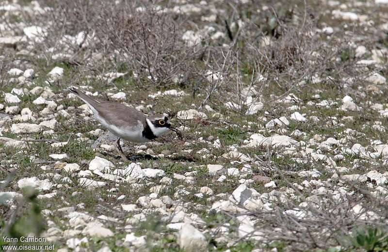 Petit Gravelotadulte, habitat