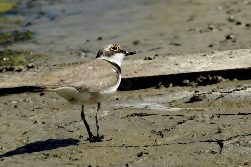 Little Ringed Ploveradult breeding