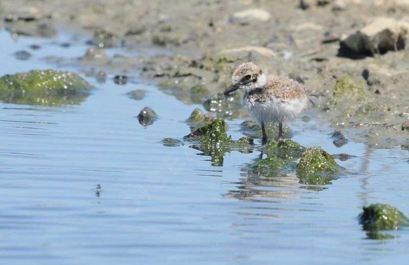 Little Ringed Plover