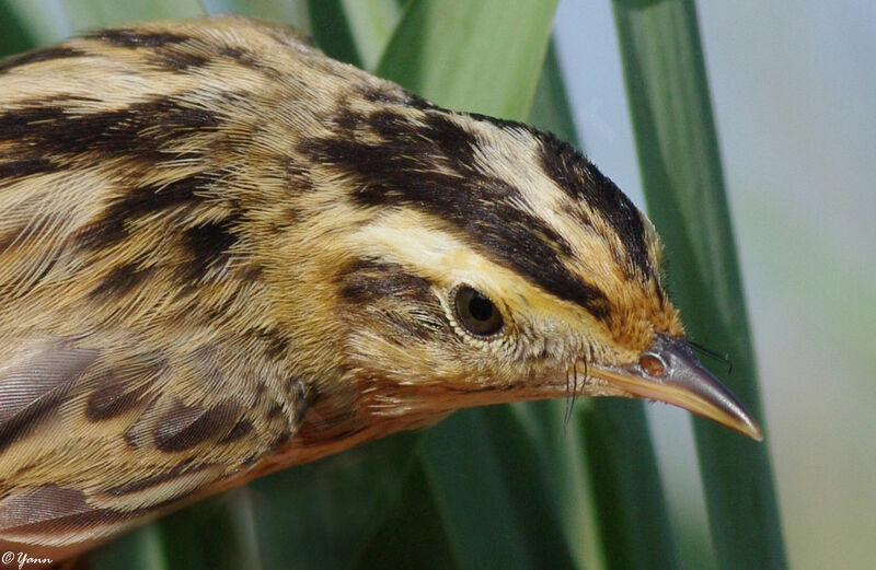 Aquatic Warbler