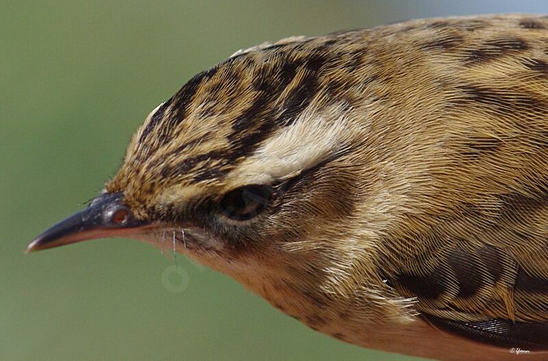 Sedge Warbler