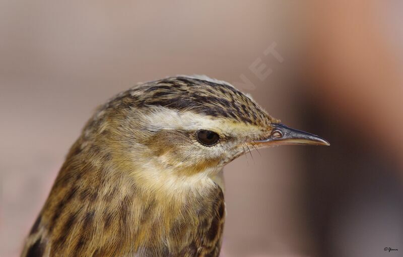 Sedge Warbler