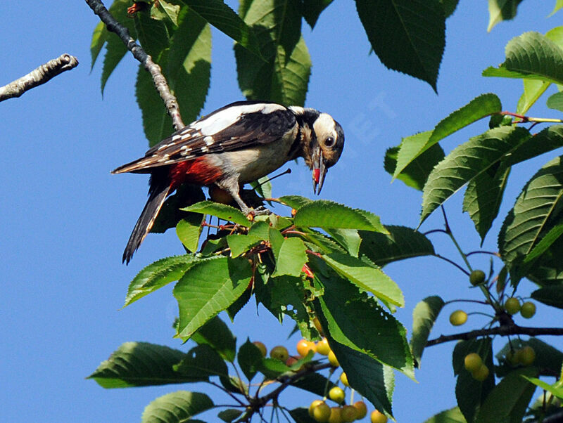 Great Spotted Woodpecker female adult breeding