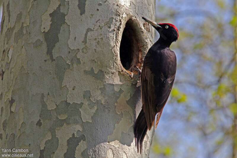 Black Woodpecker male adult breeding, identification