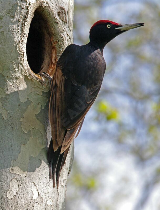 Black Woodpecker male adult breeding