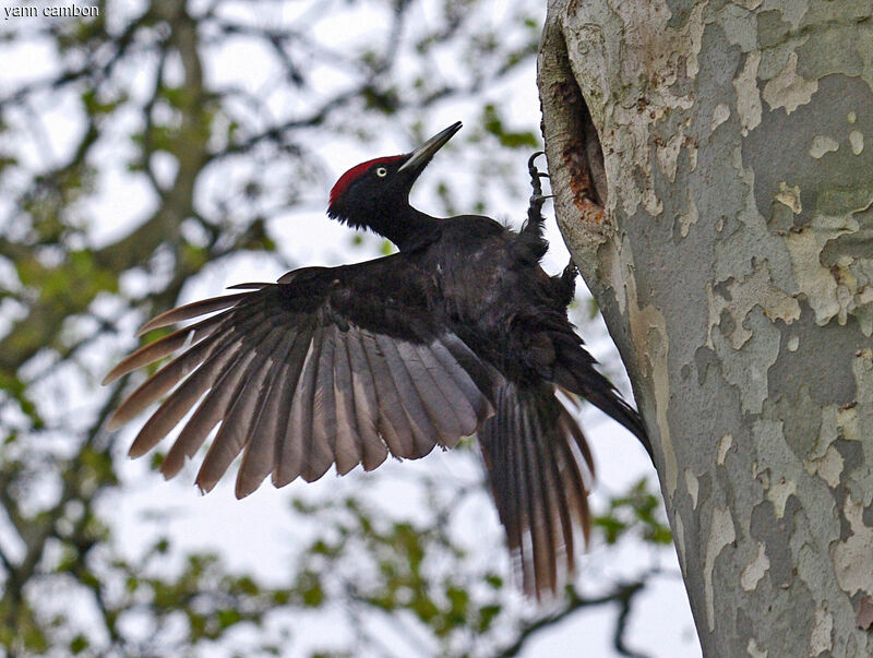 Black Woodpecker