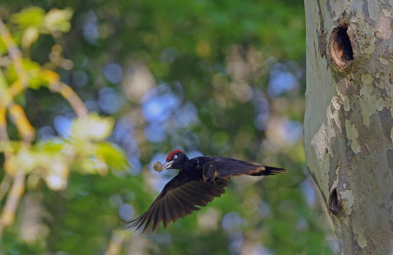 Black Woodpecker