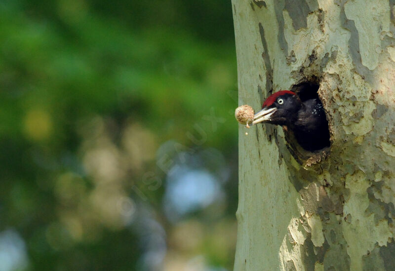 Black Woodpecker