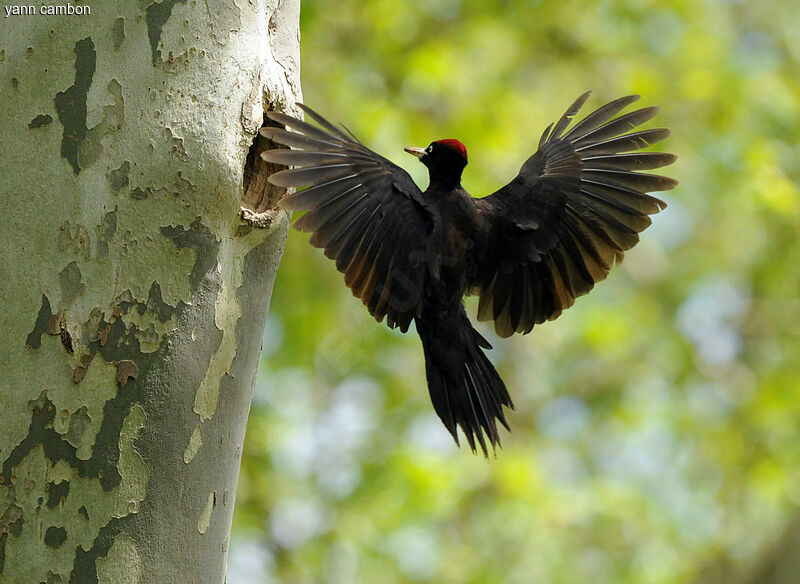 Black Woodpecker male adult breeding