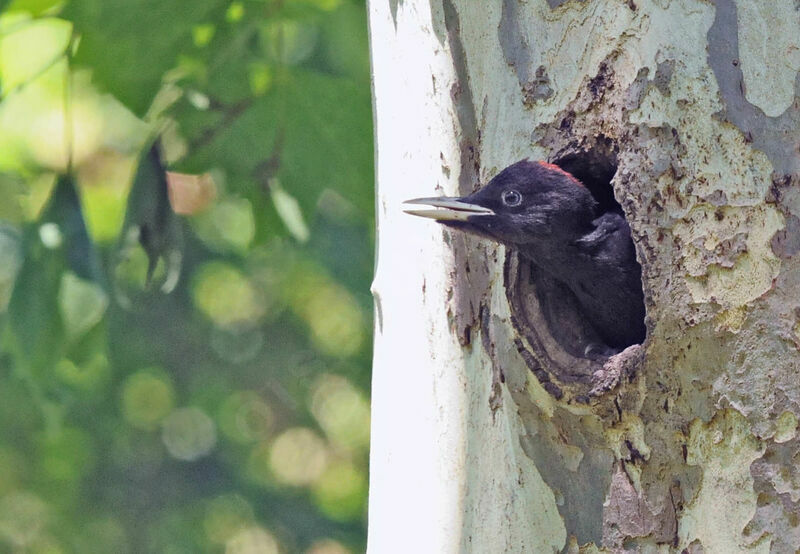 Black Woodpeckerjuvenile