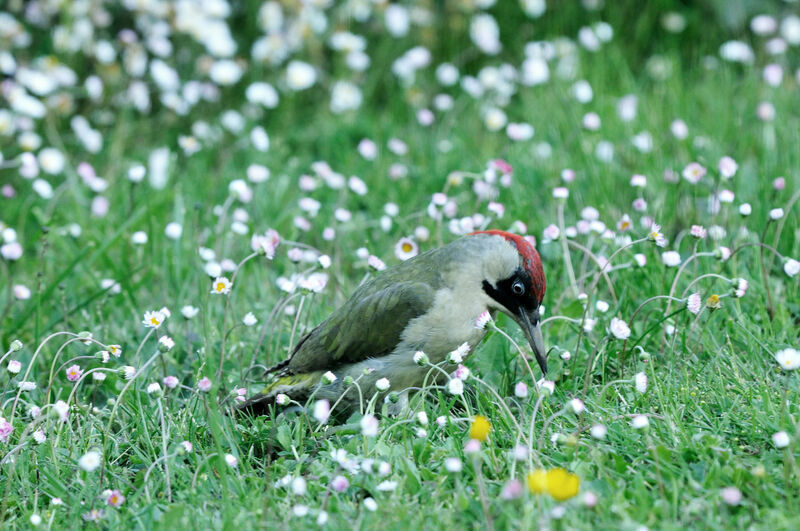 European Green Woodpecker male adult